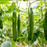 Organic Cucumber Plant, Japanese - 3.5" pot
