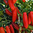 Organic Pepper Plant, Orange Spice Jalapeno - 3.5" pot