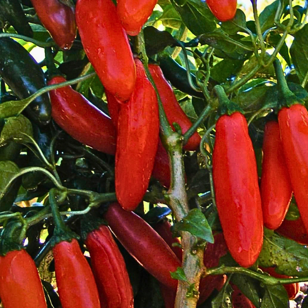 Organic Pepper Plant, Orange Spice Jalapeno - 3.5" pot