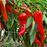 Organic Pepper Plant, Carmen Sweet