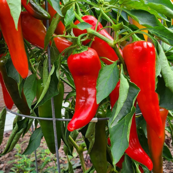 Organic Pepper Plant, Carmen Sweet