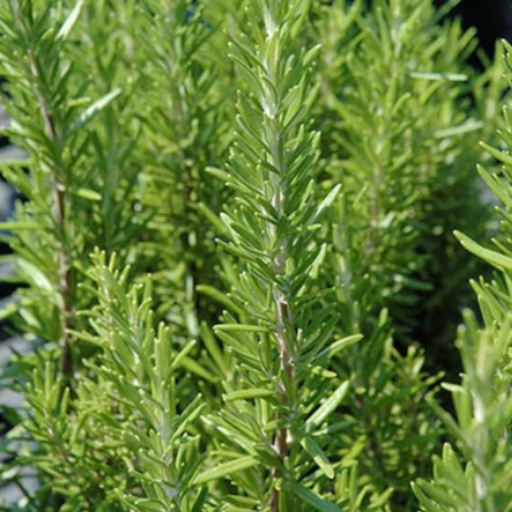 Organic Rosemary Plant, BBQ - 3.5" pot