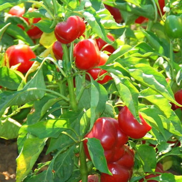 Organic Pepper Plant, Hot Cherry - 3.5" pot