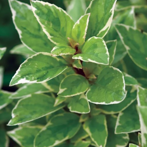 Organic Basil Plant, Variegated Pesto Perpetuo - 3.5" pot