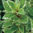 Organic Basil Plant, Variegated Pesto Perpetuo - 3.5" pot