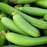 Organic Gourd Plant, Luffa (Sponge) - 3.5" pot