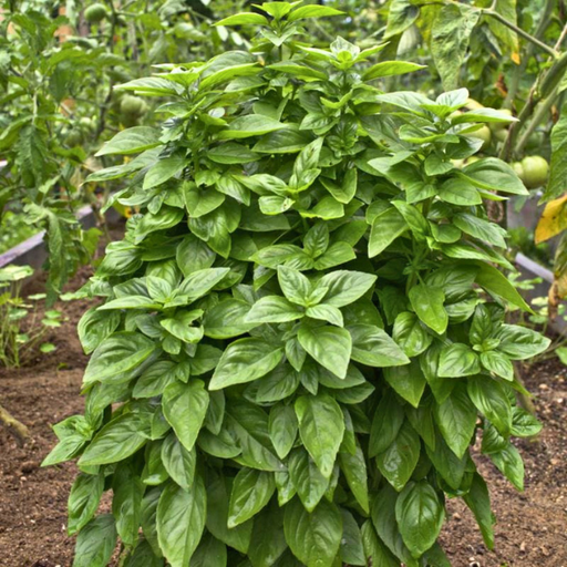 Organic Basil Plant, Everleaf Emerald Towers - 6" pot