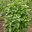 Organic Basil Plant, Everleaf Emerald Towers - 6" pot