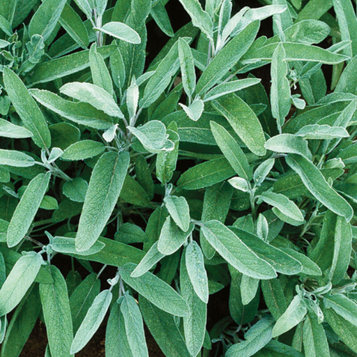 Organic Sage Plant