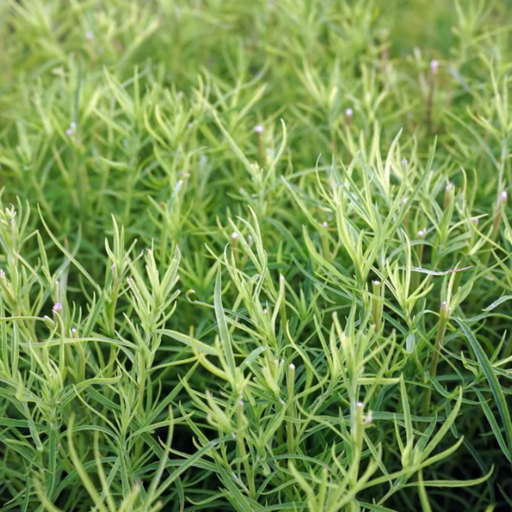 Organic Tarragon Plant, French