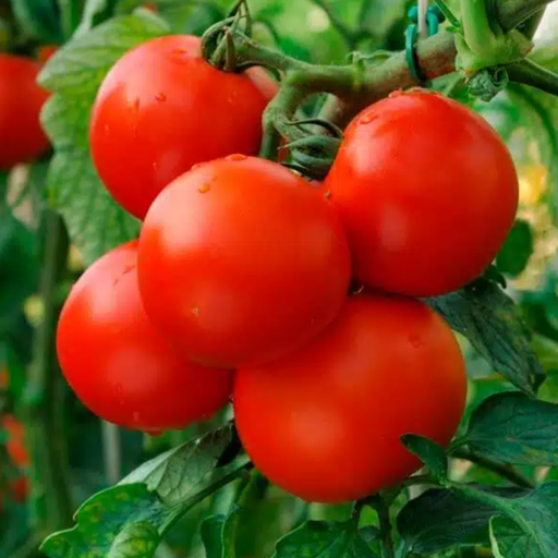 Organic Tomato Plant, Patio - 6" pot