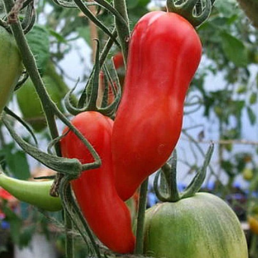 Organic Tomato Plant, Jersey Devil - 3.5" pot