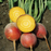 Organic Beet Plant, Touchstone Gold - 4 pack