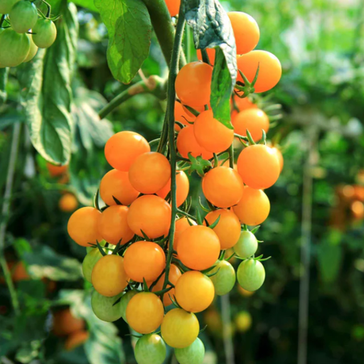 Organic Tomato Plant, Sun Gold Orange Cherry