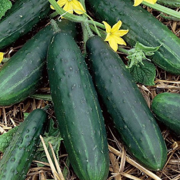 Organic Cucumber Plant, Spacemaster 80 - 3.5" pot