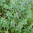 Organic Thyme Plant, English