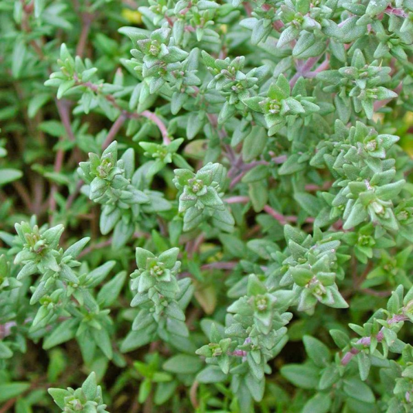 Organic Thyme Plant, English