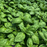 Organic Basil Plant, Rutgers Devotion Genovese