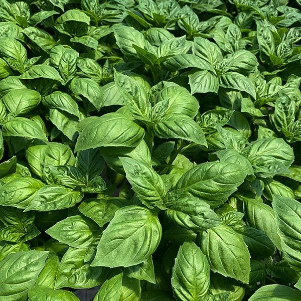 Organic Basil Plant, Rutgers Devotion Genovese