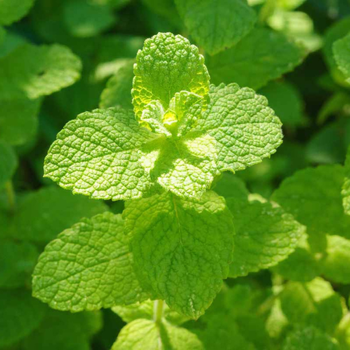Organic Mint Plant, Applemint - 3.5" pot
