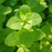 Organic Mint Plant, Applemint - 3.5" pot