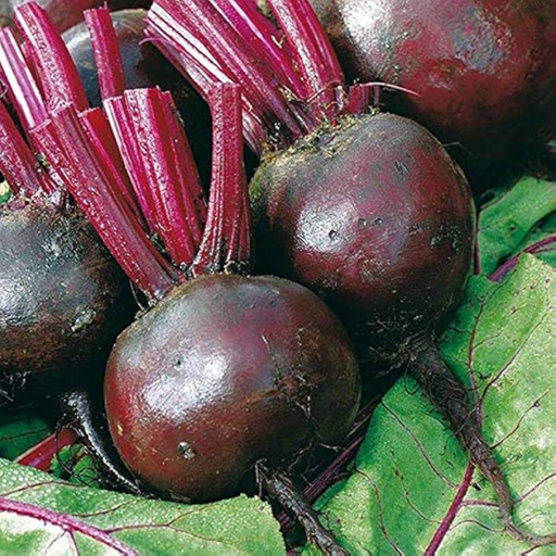 Organic Beet Plant, Moneta - 4 pack