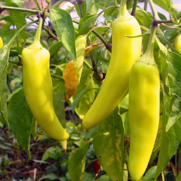 Organic Pepper Plant, Sweet Banana
