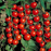 Organic Tomato Plant, Sweet 100 Cherry - 6" pot