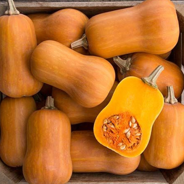 Organic Squash Plant, Honeynut Butternut