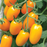 Organic Tomato Plant, Golden Sweet Grape