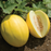 Organic Melon Plant, Brilliant Canary - 3.5" pot