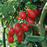 Organic Tomato Plant, Red Pearl Grape - 6" pot