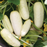 Organic Cucumber Plant, Salt & Pepper - 3.5" pot