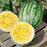 Organic Watermelon Plant, Gold in Gold - 3.5" pot