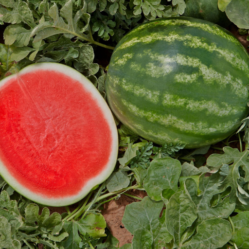 Organic Watermelon Plant, Red Mini Seedless - 3.5" pot