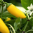 Organic Pepper Plant, Lemon Spice Jalapeno - 3.5" pot