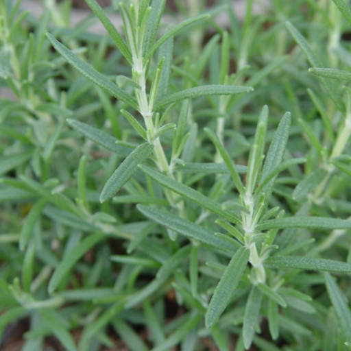 Organic Rosemary Plant, Arp