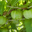 Organic Tomatillo Plant, Green (Toma Verde)