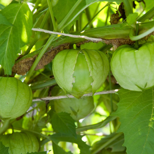 Organic Tomatillo Plant, Green (Toma Verde)