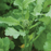 Organic Broccoli Raab Plant - 4 pack