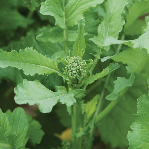 Organic Broccoli Raab Plant - 4 pack