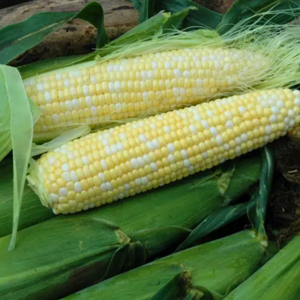 Organic Corn Plant, Natural Sweet - 4 pack