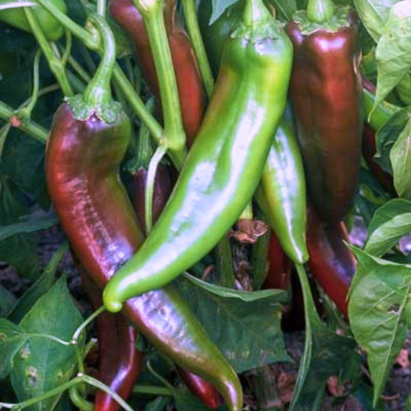 Organic Pepper Plant, Hatch Red Chile (Joe E. Parker) - 3.5" pot