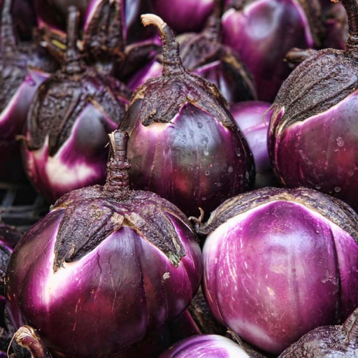 Organic Eggplant Plant, Sicilian