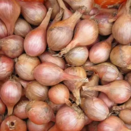 Organic Onion Plant, Consevor Shallot - 4 pack