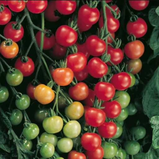 Organic Tomato Plant, BadaBing Cocktail - 3.5" pot