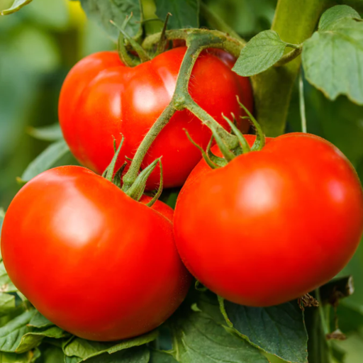 Organic Tomato Plant, Big Beef