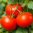 Organic Tomato Plant, Big Beef