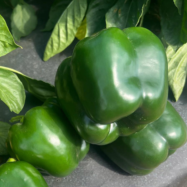 Organic Pepper Plant, Gourmet Bell - 6" pot