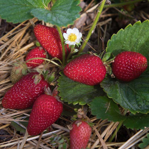 Organic Strawberry Plant, Albion - 3.5" pot